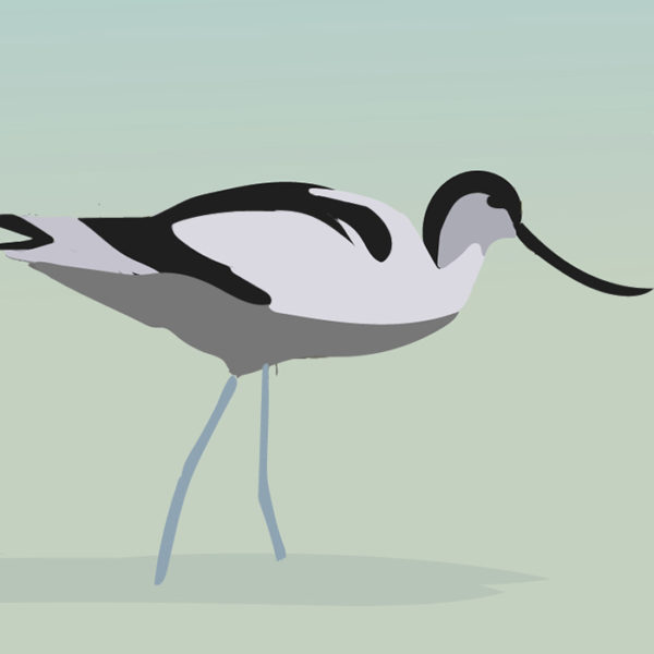 Affiche L'avocette élégante – Image 2